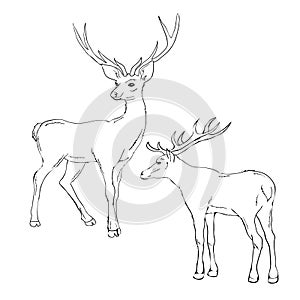 Beautiful noble proud sika deer are ruminant mammal in family Cervidae. Side view. Dark ink hand drawn picture sketchy