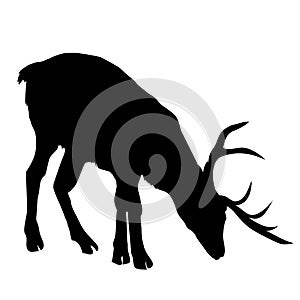 Beautiful noble proud sika deer are ruminant mammal in family Cervidae. Side view. Dark ink hand drawn picture sketchy