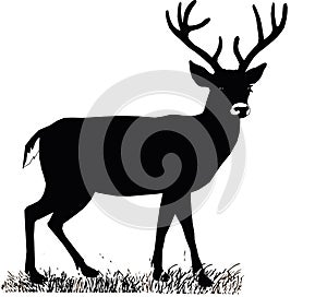 Beautiful noble proud sika deer are ruminant mammal in family Cervidae. Side view. photo