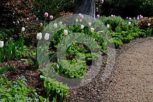 Beautiful nook in the spa park with light paths and flowering shrubs perennials and bulbs in a colorful combination of colors. tra