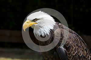 Beautiful north american bald eagle