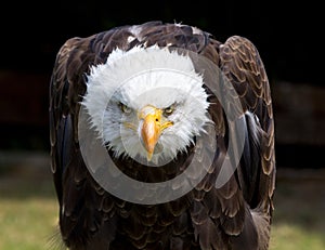 Beautiful north american bald eagle