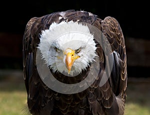 Hermoso norte Americano calvo águila 