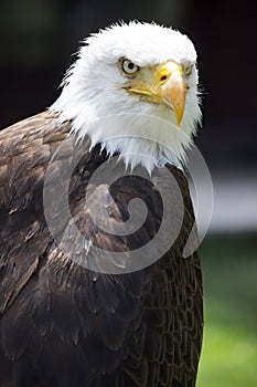 Beautiful north american bald eagle