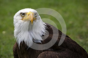 Hermoso norte Americano calvo águila 