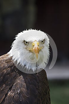 Beautiful north american bald eagle