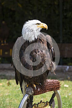 Beautiful north american bald eagle