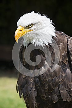 Beautiful north american bald eagle