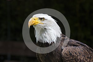 Beautiful north american bald eagle