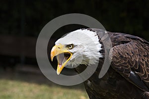 Beautiful north american bald eagle