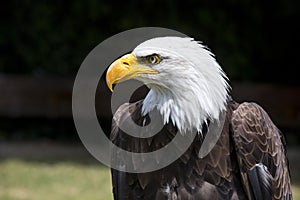 Beautiful north american bald eagle