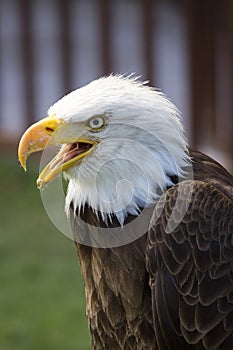 Beautiful north american bald eagle