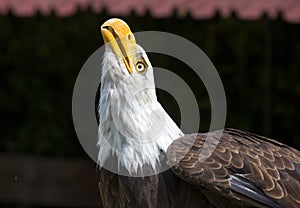 Beautiful north american bald eagle