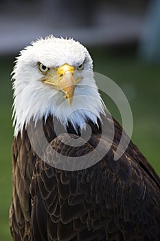 Hermoso norte Americano calvo águila 