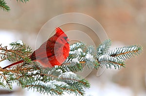 Beautiful northern cardinal