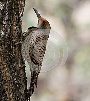 A Beautiful Northern Flicker Perched on a Tree Ready to Start Working