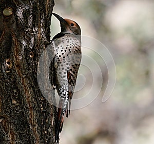 A Beautiful Northern Flicker Starts Working on a Tree