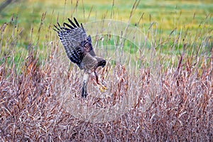 Beautiful Northern Harrier bird flying over a dry field in Cowichan Bay