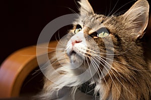 beautiful norwegian fores cat indoor, looking photo