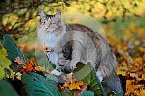 A beautiful norwegian forest cat female