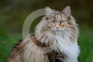 A beautiful norwegian forest cat female with alert expression
