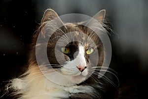 A beautiful norwegian forest cat lookin out of a dirty and spotted window