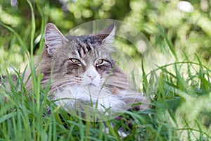 Beautiful norwegian forest cat lying on the tall grass relaxing