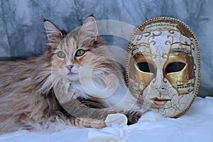 A beautiful norwegian forest cat tortoiseshell with a golden mask