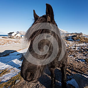 Beautiful norwegian horse, breed Dole Gudbrandsdal on a farm, winter Lofoten, Norway