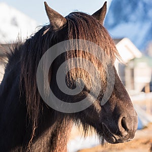 Beautiful norwegian horse, breed Dole Gudbrandsdal on a farm, winter Lofoten, Norway