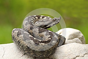 Beautiful nosed viper on a rock