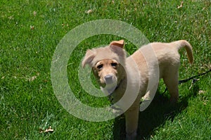 Beautiful Nova Scotia Duck Tolling Retriever Puppy