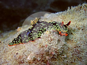 Beautiful Nudibranch