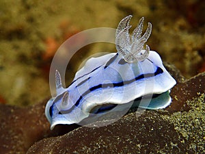 The beautiful nudibranch Chromodoris willani during a leisure dive in Sipadan Island, Semporna, Tawau. Sabah, M photo