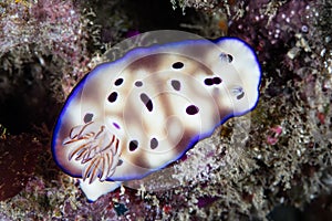 Beautiful Nudibranch on Reef in Indonesia