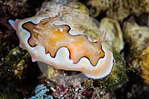 Beautiful Nudibranch on Seafloor in Indonesia photo