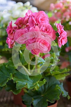 Beautiful numerous bright flowers of pink tuberous byclamen in g