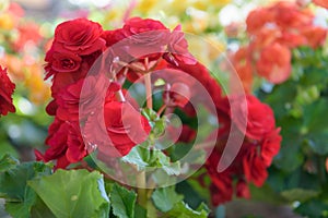 Beautiful numerous bright flowers of red tuberous byclamen in ga