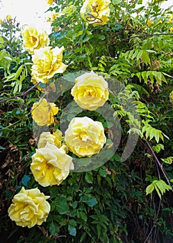 Beautiful and numerous roses (Rosa) of yellow color growing on a rosebush photo