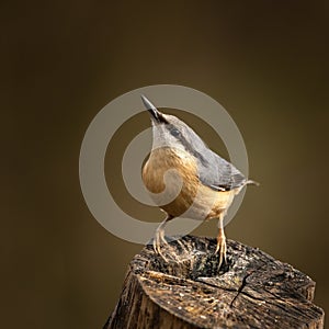 Beautiful Nuthatch garden bird Sitta Europaea in Spring sunshine on branch in tree