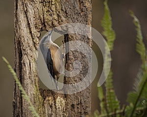 Beautiful Nuthatch garden bird Sitta Europaea in Spring sunshine on branch in tree