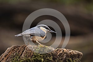 Beautiful Nuthatch garden bird Sitta Europaea in Spring sunshine on branch in tree