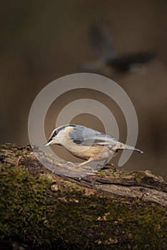 Beautiful Nuthatch garden bird Sitta Europaea in Spring sunshine on branch in tree