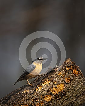 Beautiful Nuthatch garden bird Sitta Europaea in Spring sunshine on branch in tree