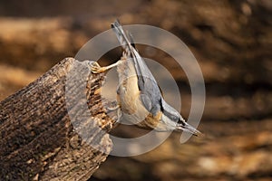 Beautiful Nuthatch garden bird Sitta Europaea in Spring sunshine on branch in tree