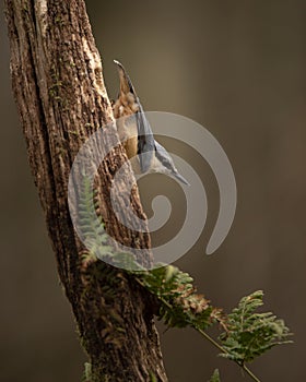 Beautiful Nuthatch garden bird Sitta Europaea in Spring sunshine on branch in tree