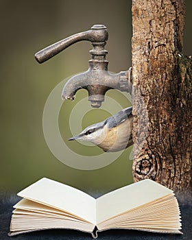 Beautiful Nuthatch garden bird Sitta Europaea in Spring sunshine feeding near tap in wooden post coming out of pages in reading