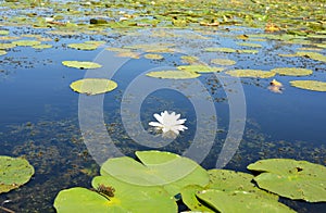 Beautiful nymphaea alba or European white water lily