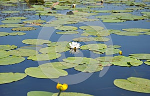 Beautiful nymphaea alba or European white water lily in the river.