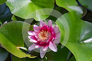 Beautiful Nymphaea Escarboucle Deep Pink Red Water Lily